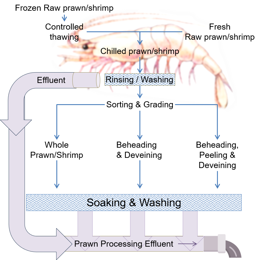 Image to illustrate basic schema of prawn/shrimp processing and generation of effluent